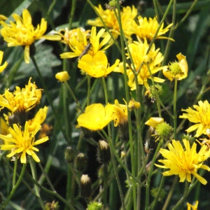 Photographie n°167656 du taxon Crepis paludosa (L.) Moench [1794]