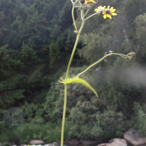 Photographie n°167658 du taxon Crepis paludosa (L.) Moench [1794]