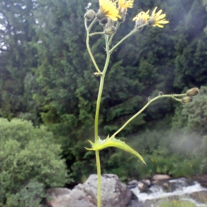 Photographie n°167659 du taxon Crepis paludosa (L.) Moench [1794]