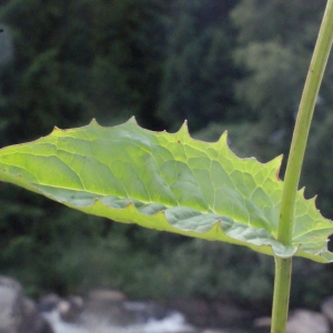 Photographie n°167660 du taxon Crepis paludosa (L.) Moench [1794]