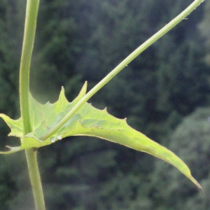 Photographie n°167664 du taxon Crepis paludosa (L.) Moench [1794]