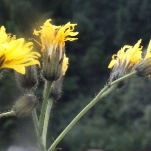 Photographie n°167665 du taxon Crepis paludosa (L.) Moench [1794]