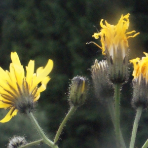 Photographie n°167666 du taxon Crepis paludosa (L.) Moench [1794]