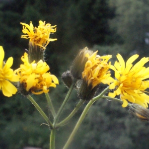 Photographie n°167667 du taxon Crepis paludosa (L.) Moench [1794]