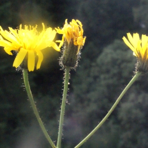 Photographie n°167669 du taxon Crepis paludosa (L.) Moench [1794]