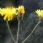  Liliane Roubaudi - Crepis paludosa (L.) Moench [1794]