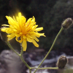 Photographie n°167670 du taxon Crepis paludosa (L.) Moench [1794]