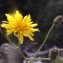  Liliane Roubaudi - Crepis paludosa (L.) Moench [1794]