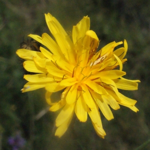 Photographie n°167671 du taxon Crepis paludosa (L.) Moench [1794]