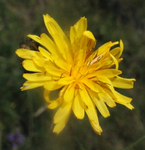 Liliane Roubaudi, le 11 juillet 2013 (Montgrousset (Pont des Nègres))