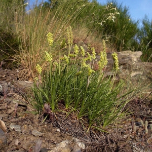 Photographie n°167677 du taxon Plantago holosteum Scop.