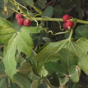 Photographie n°167720 du taxon Sambucus nigra L. [1753]