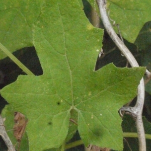Photographie n°167726 du taxon Bryonia cretica subsp. dioica (Jacq.) Tutin