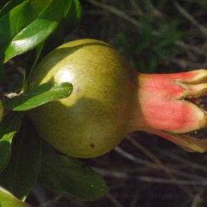 Photographie n°167753 du taxon Punica granatum L. [1753]