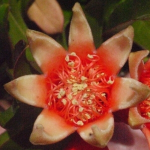 Photographie n°167755 du taxon Punica granatum L. [1753]