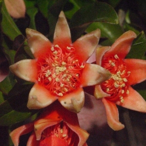 Photographie n°167757 du taxon Punica granatum L. [1753]