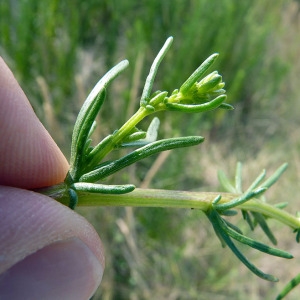 Photographie n°167764 du taxon Artemisia campestris subsp. maritima (DC.) Arcang. [1882]