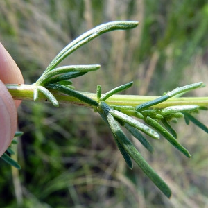 Photographie n°167765 du taxon Artemisia campestris subsp. maritima (DC.) Arcang. [1882]