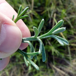  - Artemisia campestris subsp. maritima (DC.) Arcang. [1882]