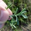  Emmanuel Stratmains - Artemisia campestris subsp. maritima (DC.) Arcang. [1882]