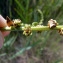  Emmanuel Stratmains - Beta vulgaris subsp. maritima (L.) Arcang. [1882]