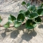  Emmanuel Stratmains - Calystegia soldanella (L.) Roem. & Schult. [1819]