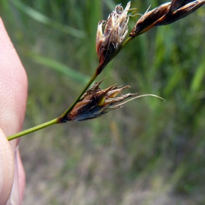 Carex arenaria var. prostrata De Langhe (Laiche des sables)