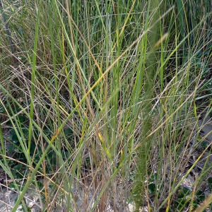  - Elytrigia juncea (L.) Nevski [1936]