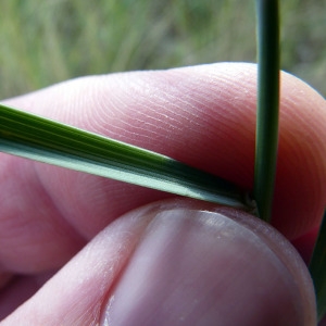  - Elytrigia juncea (L.) Nevski [1936]