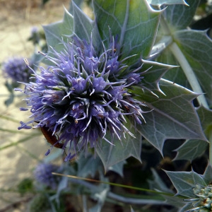 Photographie n°167799 du taxon Eryngium maritimum L. [1753]