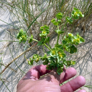 Photographie n°167800 du taxon Euphorbia paralias L. [1753]