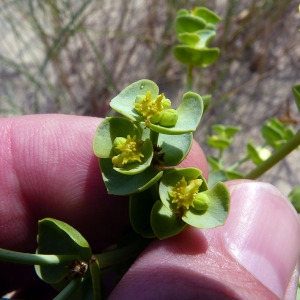 Photographie n°167801 du taxon Euphorbia paralias L. [1753]