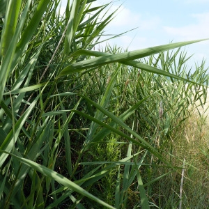 Photographie n°167809 du taxon Phragmites australis (Cav.) Trin. ex Steud. [1840]