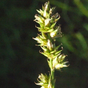 Photographie n°167825 du taxon Carex divulsa subsp. leersii (Kneuck.) W.Koch [1923]