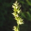  Liliane Roubaudi - Carex divulsa subsp. leersii (Kneuck.) W.Koch [1923]