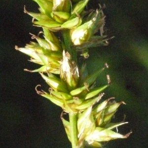 Photographie n°167826 du taxon Carex divulsa subsp. leersii (Kneuck.) W.Koch [1923]