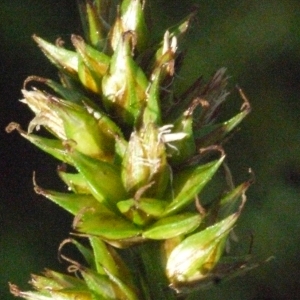 Photographie n°167827 du taxon Carex divulsa subsp. leersii (Kneuck.) W.Koch [1923]