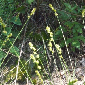  - Carex divulsa subsp. leersii (Kneuck.) W.Koch [1923]