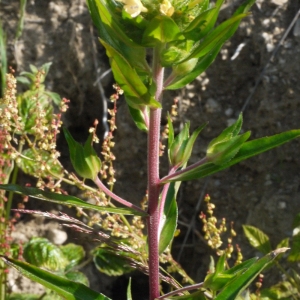 Photographie n°167830 du taxon Collomia grandiflora Douglas ex Lindl. [1828]