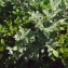  Liliane Roubaudi - Salix lapponum L. [1753]