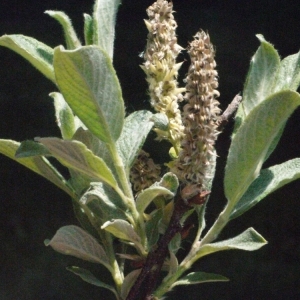 Photographie n°167857 du taxon Salix lapponum L. [1753]