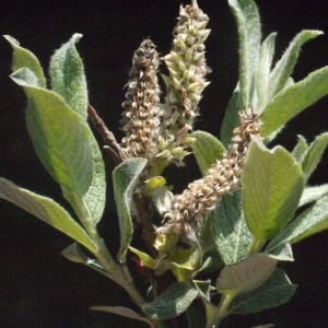 Photographie n°167858 du taxon Salix lapponum L. [1753]