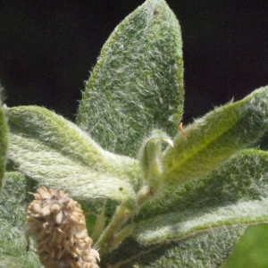 Photographie n°167859 du taxon Salix lapponum L. [1753]