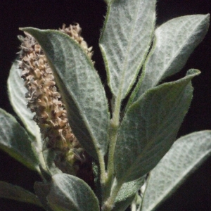 Photographie n°167860 du taxon Salix lapponum L. [1753]