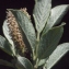  Liliane Roubaudi - Salix lapponum L. [1753]