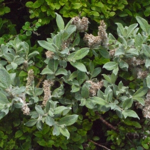 Photographie n°167864 du taxon Salix lapponum L. [1753]
