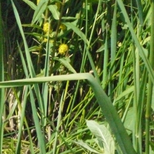 Photographie n°167877 du taxon Lysimachia thyrsiflora L. [1753]