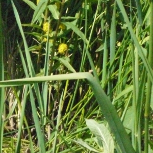 Photographie n°167878 du taxon Lysimachia thyrsiflora L. [1753]