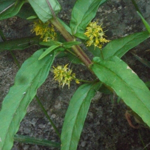  - Lysimachia thyrsiflora L. [1753]