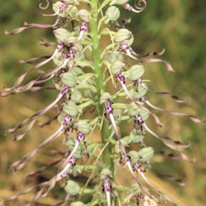 Photographie n°167898 du taxon Himantoglossum hircinum (L.) Spreng. [1826]